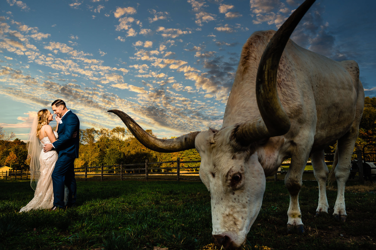 Bride and groom lookin at each other in a field next to a longhorn bull