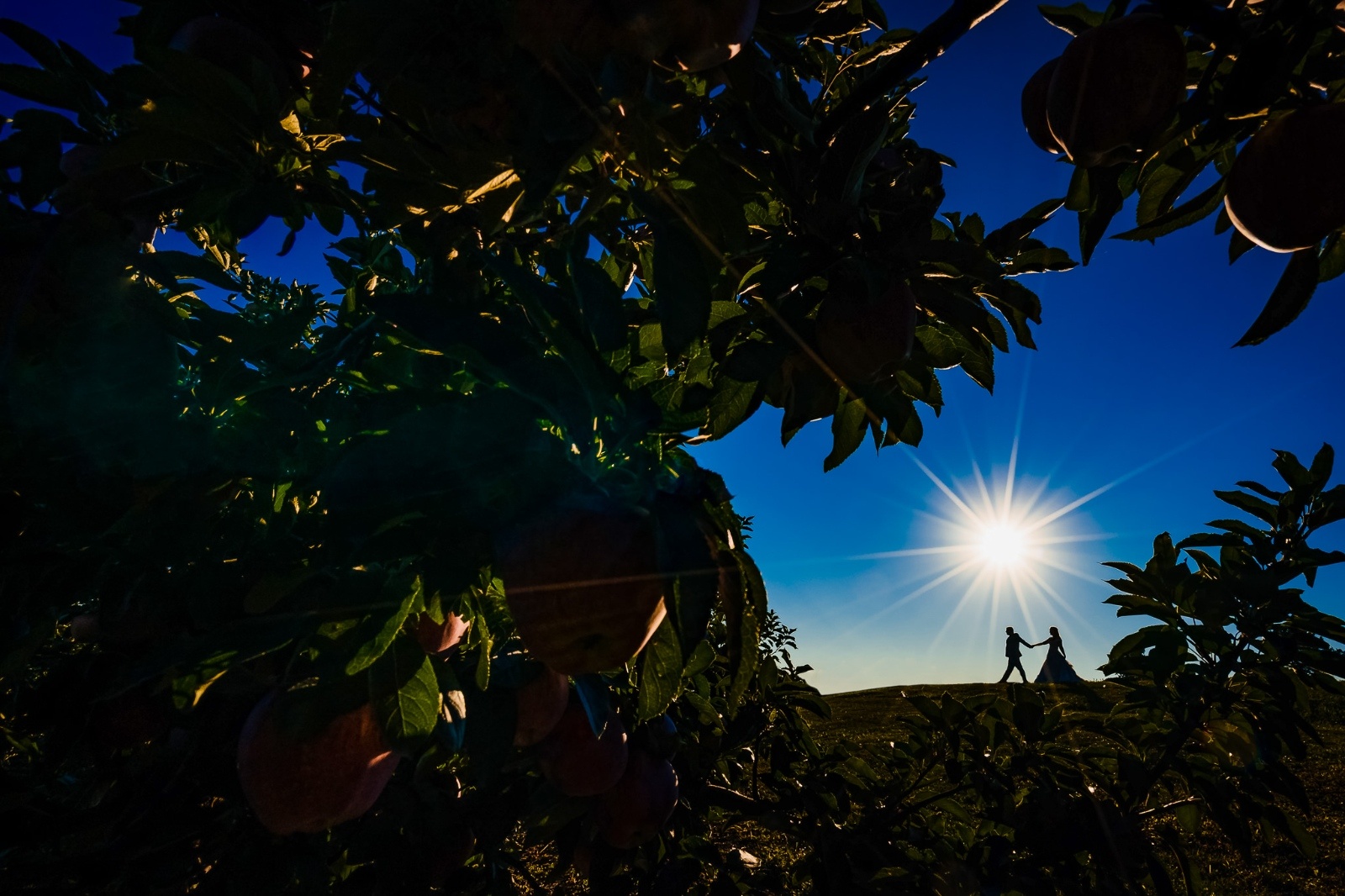 Silhouette of bride and groom in the distance between the trees under the glowing sun